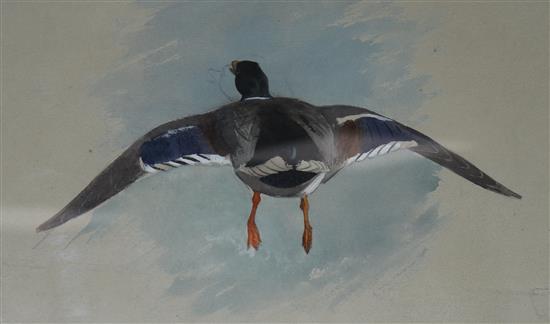 Archibald Thorburn (1860-1935) Mallard in flight 8 x 12.75in.